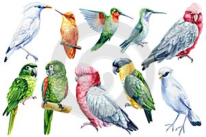 Set of tropical birds. Parrots, hummingbird, Jalak Bali, cockatoo watercolor illustration isolated on white background