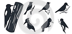 Set of Tropical birds Silhouettes