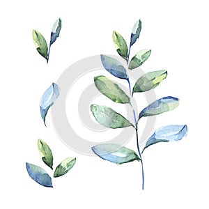 Set of tropical blue leaves