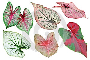Set of Tropical Caladium Leaves Isolated on White Background with Clipping Path