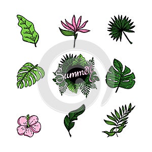 Set of tropical elements of tropical strelitzia flower, hibiscus, monster leaves, banana leaves, etc. Hand-drawn doodle