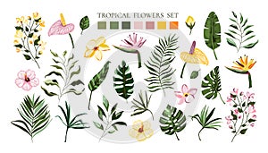 Set of tropical exotic flowers frangipani hibiscus calla and green monstera palm