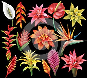 Set of Tropical Flowers
