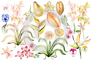 Set with  tropical fruits, papaua, fig and orchid flowers,  watercolor