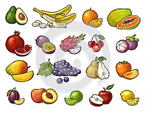 Set tropical fruits. Vector black vintage engraving isolated on white