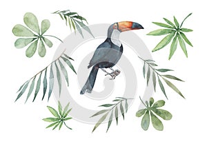 Set of tropical green leaves and toucan bird on a white background. Watercolor