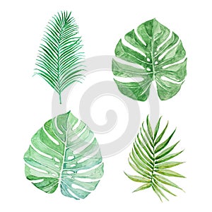 Set of tropical greenery. Vector. Palm`s and monstera`s leaves