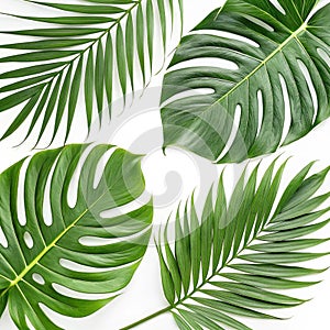Tropical leaf patterns set isolated on white background
