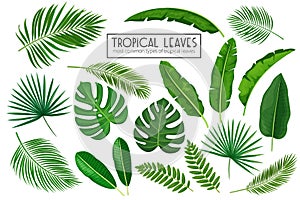 Set tropical leaves