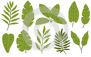 set of tropical leaves