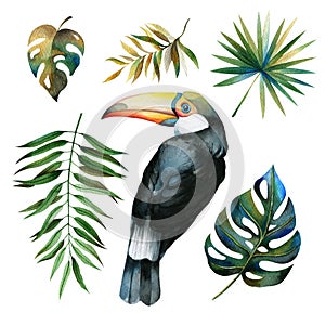 Set of tropical leaves and bird toucan. Watercolor drawing