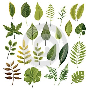 Set of tropical leaves. Collection of exotic palm leaves. Monstera leaf. Botanical plant collection. Leaf icon set. Green leaf