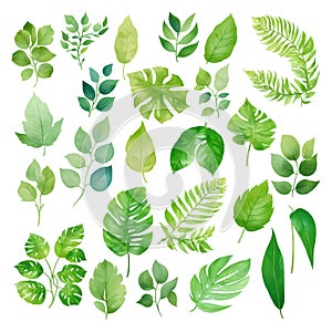 Set of tropical leaves. Collection of exotic palm leaves. Monstera leaf. Botanical plant collection. Leaf icon set. Green leaf