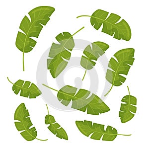 Set of tropical leaves. Different green leaf collection. Colorful vector illustration on white background cartoon style