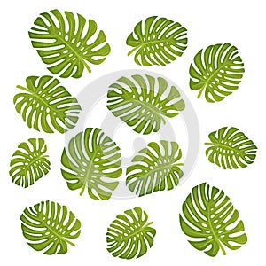 Set of tropical leaves. Different green leaf collection. Colorful vector illustration on white background cartoon style