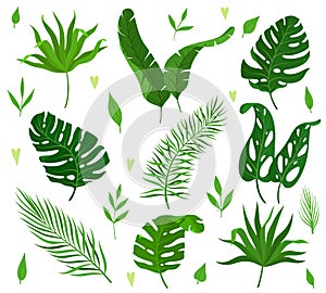 Set of tropical leaves of different shapes. Leaves of monstera, banana and palm trees. Collection for summer design.