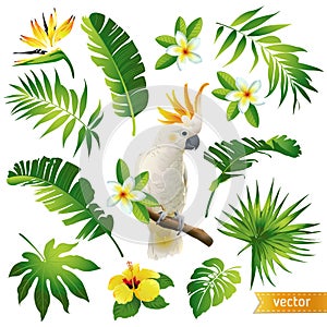 Set with tropical leaves, flowers and birds