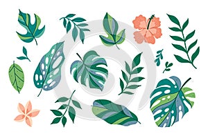 Set of tropical leaves and flowers isolate on a white background. Vector graphics