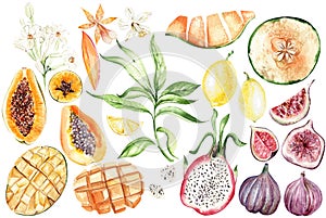 Set with  tropical leaves and fruits, papaua, melon, lemon, fig, mango,  watercolor
