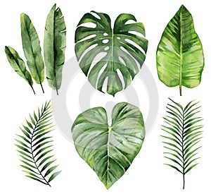 Set of tropical leaves. Green leaves. Exotic branches. Watercolour illustration on white background.