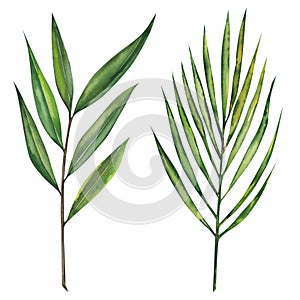 Set of tropical leaves. Hand drawn isolated on white background.