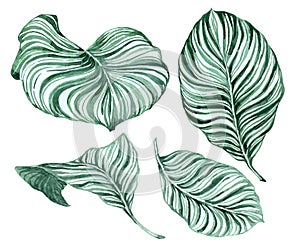 Set of tropical leaves. Hand drawn watercolor set of Anthurium green leaves and home plant, isolated