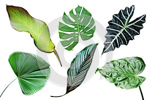 Set of Tropical Leaves Isolated on White Background with Clipping Path