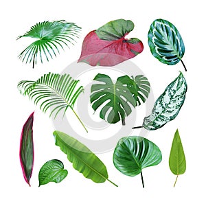 Set of Tropical Leaves Isolated on White Background with Clipping Path