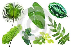 Set of Tropical Leaves Isolated on White Background with Clipping Path