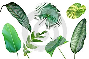 Set of Tropical Leaves Isolated on White Background with Clipping Path