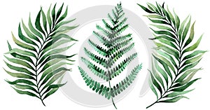 Set of tropical leaves. Jungle, botanical watercolor illustrations, floral elements, palm leaves, fern and others. Hand drawn