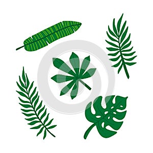 Set of tropical leaves. Jungle foliage. Green palm leaves on the white background.Tropical vector set