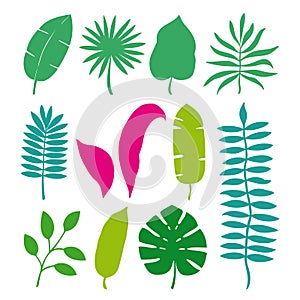 Set of tropical leaves palms, trees. Vector illustration