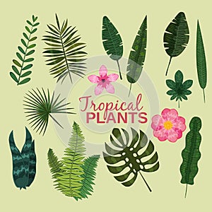 Set tropical leaves plant vector tropic leaf foliage palm or banana tree in jungle exotic monstera and fern in summer