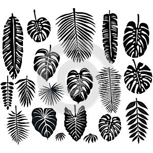 Set of Tropical Leaves photo