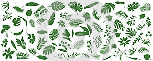 Set of Tropical leaves. Vector illustration of various green foliage isolated on white