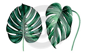 Set of tropical monstera leaves isolated on white background. Watercolor illustration.