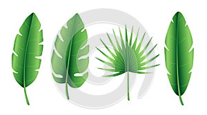 Set of tropical palm leaves, banana leaf, palmate leaves. Exotic collection of green gradient plant. Hand drawn botanical vector