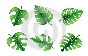 Set of tropical palm leaves, jungle Monstera leaves. Exotic collection of green gradient plant. Hand drawn botanical vector