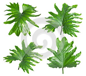 Set with tropical Philodendron leaves