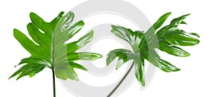 Set with tropical Philodendron leaves