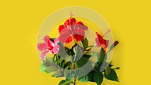 Set of tropical plants and bright large flower of red hibiscus on yellow backgroun. concept postcard red flower hibiscus. summer