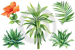 set of tropical plants, palm leaves, hibiscus, green leaf, succulent hand painted watercolor, botanical painting