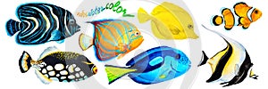 Set of tropical reef fish clownfish, moorish idol zanclus, Emperor angelfish, blue-ringed angelfish, blue tang, yellow tang