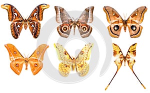 Set of tropical saturniidae night moths