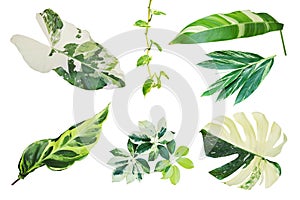 Set of Tropical Variegated Leaves Isolated on White Background with Clipping Path