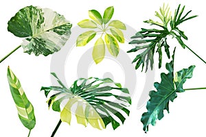 Set of Tropical Variegated Leaves Isolated on White Background with Clipping Path