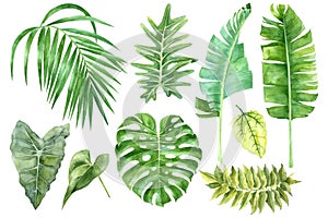 Set of tropical watercolor leaves