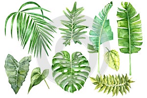 Set of tropical watercolor leaves photo