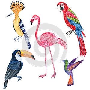 Set of tropical wild birds. Toucan, hoopoe, colibri, ara parrot, flamingo.